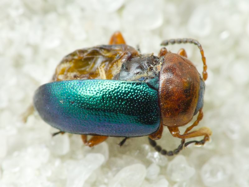 Gastrophysa polygoni (Linnaeus, 1758)